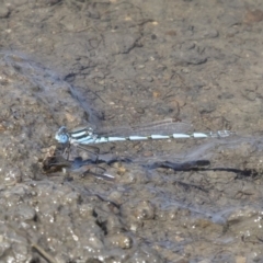 Austrolestes annulosus at Michelago, NSW - 25 Feb 2019