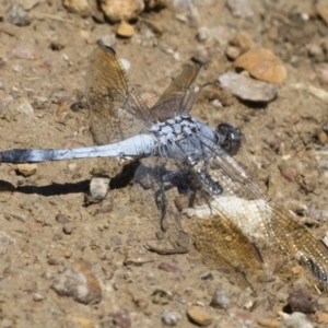 Orthetrum caledonicum at Michelago, NSW - 25 Feb 2019 11:59 AM