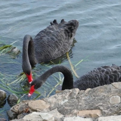 Cygnus atratus (Black Swan) at Yarralumla, ACT - 19 Mar 2019 by JackyF