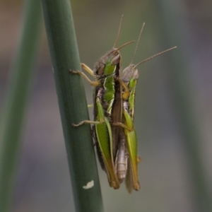 Bermius brachycerus at Michelago, NSW - 17 Mar 2019