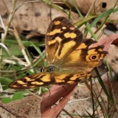 Heteronympha banksii (Banks' Brown) at Cotter River, ACT - 21 Mar 2019 by JohnBundock