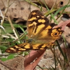 Heteronympha banksii (Banks' Brown) at Cotter River, ACT - 21 Mar 2019 by JohnBundock