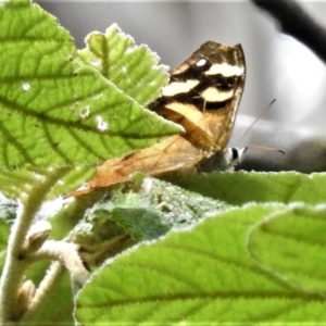 Heteronympha banksii at Paddys River, ACT - suppressed