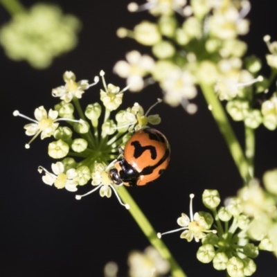 Coccinella transversalis (Transverse Ladybird) at Michelago, NSW - 23 Dec 2018 by Illilanga