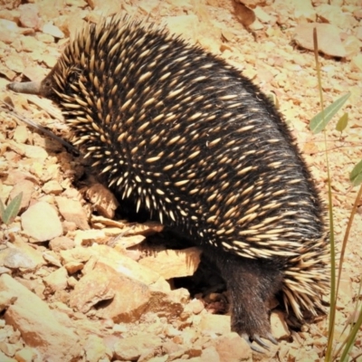 Tachyglossus aculeatus (Short-beaked Echidna) at Lower Cotter Catchment - 21 Mar 2019 by JohnBundock