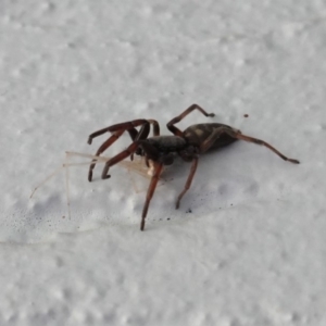 Lampona sp. (genus) at Hughes, ACT - 20 Mar 2019