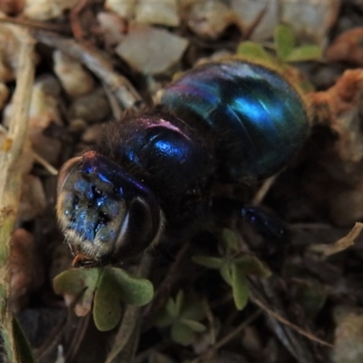 Xylocopa (Lestis) aerata (Golden-Green Carpenter Bee) at Lower Cotter Catchment - 20 Mar 2019 by JohnBundock