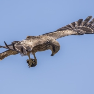 Milvus migrans at Rendezvous Creek, ACT - 10 Feb 2019