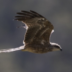 Milvus migrans at Rendezvous Creek, ACT - 10 Feb 2019