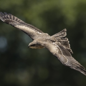 Milvus migrans at Rendezvous Creek, ACT - 10 Feb 2019