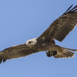 Milvus migrans at Rendezvous Creek, ACT - 10 Feb 2019