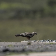 Milvus migrans at Rendezvous Creek, ACT - 10 Feb 2019