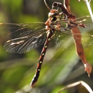 Austroaeschna pulchra at Cotter River, ACT - 21 Mar 2019