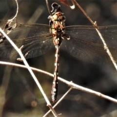 Austroaeschna pulchra at Cotter River, ACT - 21 Mar 2019