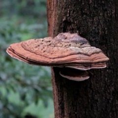 Ganoderma at Acton, ACT - 21 Mar 2019 by RodDeb