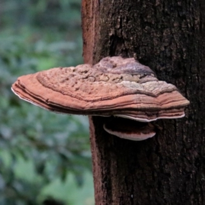 Ganoderma at Acton, ACT - 21 Mar 2019 by RodDeb