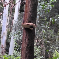 Ganoderma at Acton, ACT - 21 Mar 2019 07:04 PM