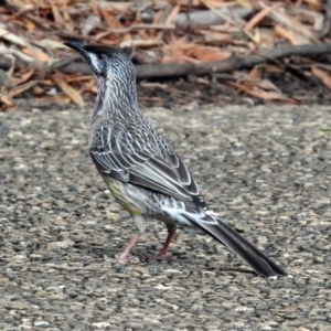 Anthochaera carunculata at Hackett, ACT - 21 Mar 2019 06:22 PM