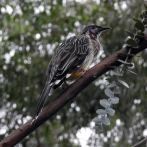 Anthochaera carunculata at Hackett, ACT - 21 Mar 2019 06:22 PM