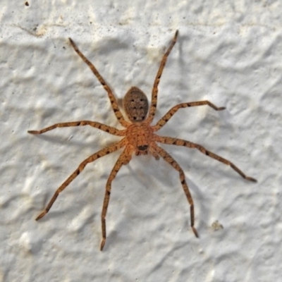 Sparassidae (family) (A Huntsman Spider) at ANBG - 21 Mar 2019 by RodDeb