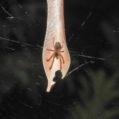 Phonognatha graeffei (Leaf Curling Spider) at ANBG - 21 Mar 2019 by RodDeb