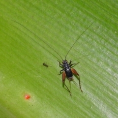 Trigonidium australiana (Leaf running cricket) at Acton, ACT - 21 Mar 2019 by RodDeb