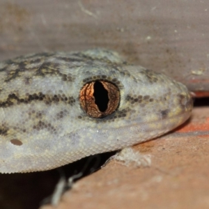 Christinus marmoratus at Evatt, ACT - 20 Mar 2019