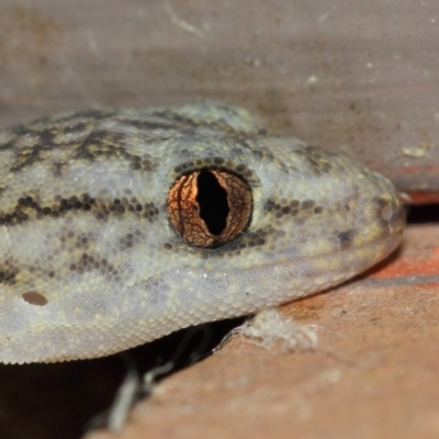 Christinus marmoratus (Southern Marbled Gecko) at Evatt, ACT - 19 Mar 2019 by TimL