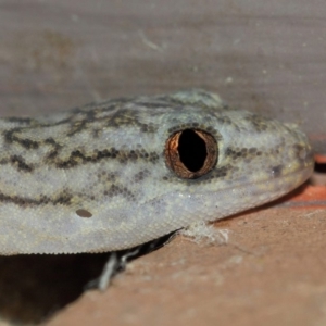 Christinus marmoratus at Evatt, ACT - 20 Mar 2019