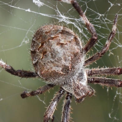 Hortophora transmarina (Garden Orb Weaver) at Hackett, ACT - 20 Mar 2019 by TimL