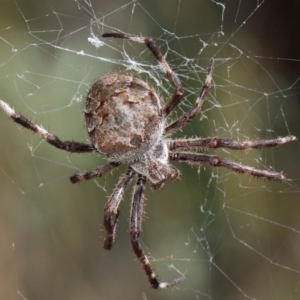 Hortophora transmarina at Hackett, ACT - 20 Mar 2019 12:16 PM