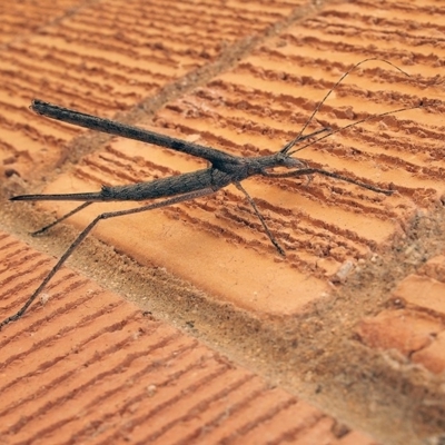 Zaprochilus australis (Twig-mimic katydid) at Macquarie, ACT - 7 Dec 2018 by Heino1