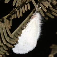 Acyphas chionitis (White Tussock Moth) at Majura, ACT - 21 Mar 2019 by jb2602