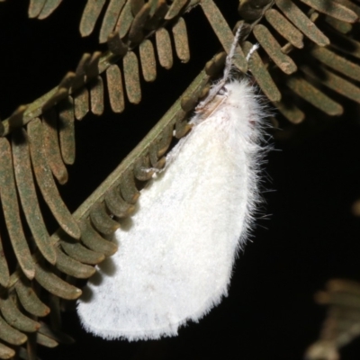 Acyphas chionitis (White Tussock Moth) at Majura, ACT - 21 Mar 2019 by jbromilow50