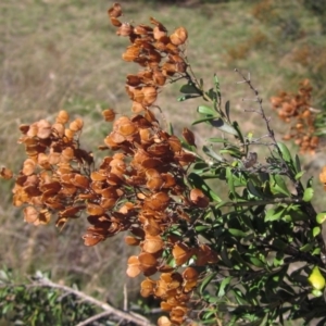 Bursaria spinosa at The Pinnacle - 9 Mar 2018 12:00 AM