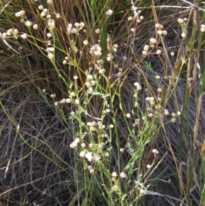 Linum marginale at Dunlop, ACT - 9 Mar 2018