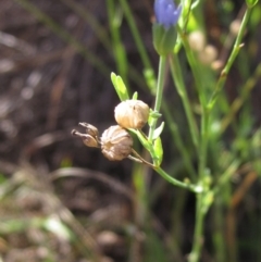 Linum marginale at Dunlop, ACT - 9 Mar 2018