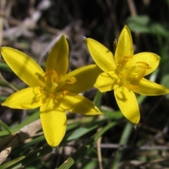 Hypoxis hygrometrica (Golden Weather-grass) at The Pinnacle - 8 Mar 2018 by pinnaCLE