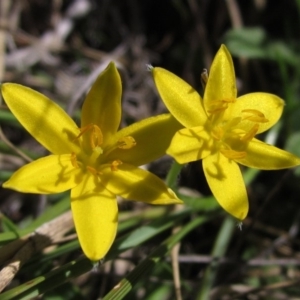 Hypoxis hygrometrica at The Pinnacle - 9 Mar 2018