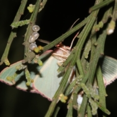 Chlorocoma (genus) at Majura, ACT - 21 Mar 2019 09:22 PM