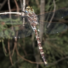 Adversaeschna brevistyla (Blue-spotted Hawker) at Majura, ACT - 21 Mar 2019 by jb2602
