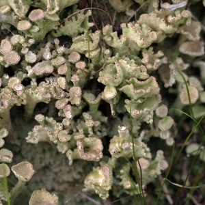 Cladonia sp. (genus) at Dunlop, ACT - 14 May 2017 12:00 AM