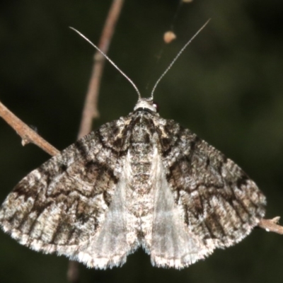 Lipogya exprimataria (Jagged Bark Moth) at Majura, ACT - 21 Mar 2019 by jbromilow50