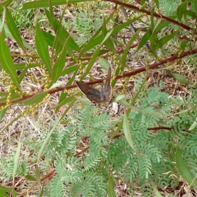 Jalmenus ictinus (Stencilled Hairstreak) at Aranda Bushland - 21 Mar 2019 by KMcCue