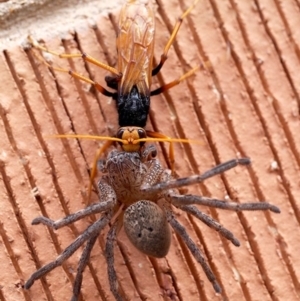 Cryptocheilus sp. (genus) at Macquarie, ACT - 27 Dec 2014 12:00 AM