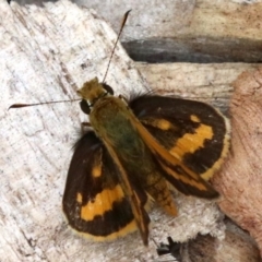 Ocybadistes walkeri (Green Grass-dart) at Ainslie, ACT - 17 Mar 2019 by jb2602