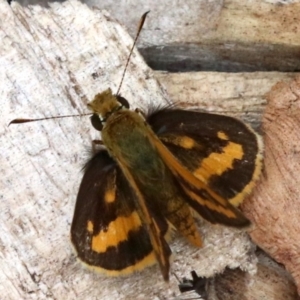 Ocybadistes walkeri at Ainslie, ACT - 17 Mar 2019