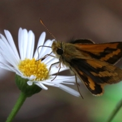 Ocybadistes walkeri at Ainslie, ACT - 17 Mar 2019