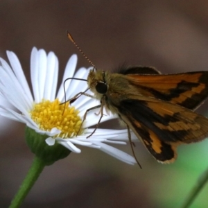 Ocybadistes walkeri at Ainslie, ACT - 17 Mar 2019