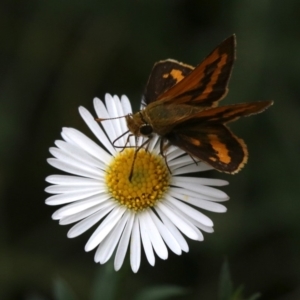 Ocybadistes walkeri at Ainslie, ACT - 17 Mar 2019